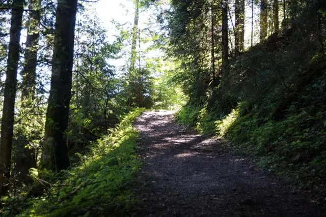 Panoramawanderung von Scheffau zum Brandstadl – Foto 4