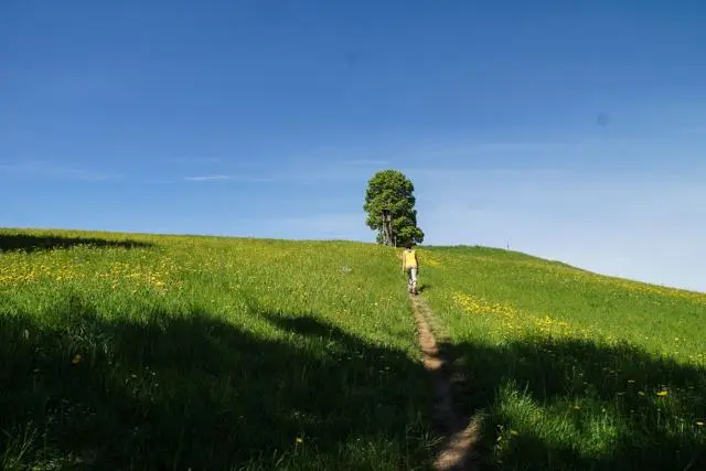 Panoramawanderung von Scheffau zum Brandstadl – Foto 7