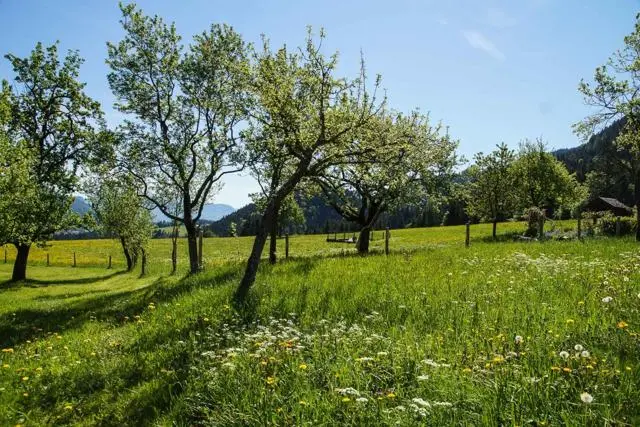Panoramawanderung von Scheffau zum Brandstadl – Foto 12